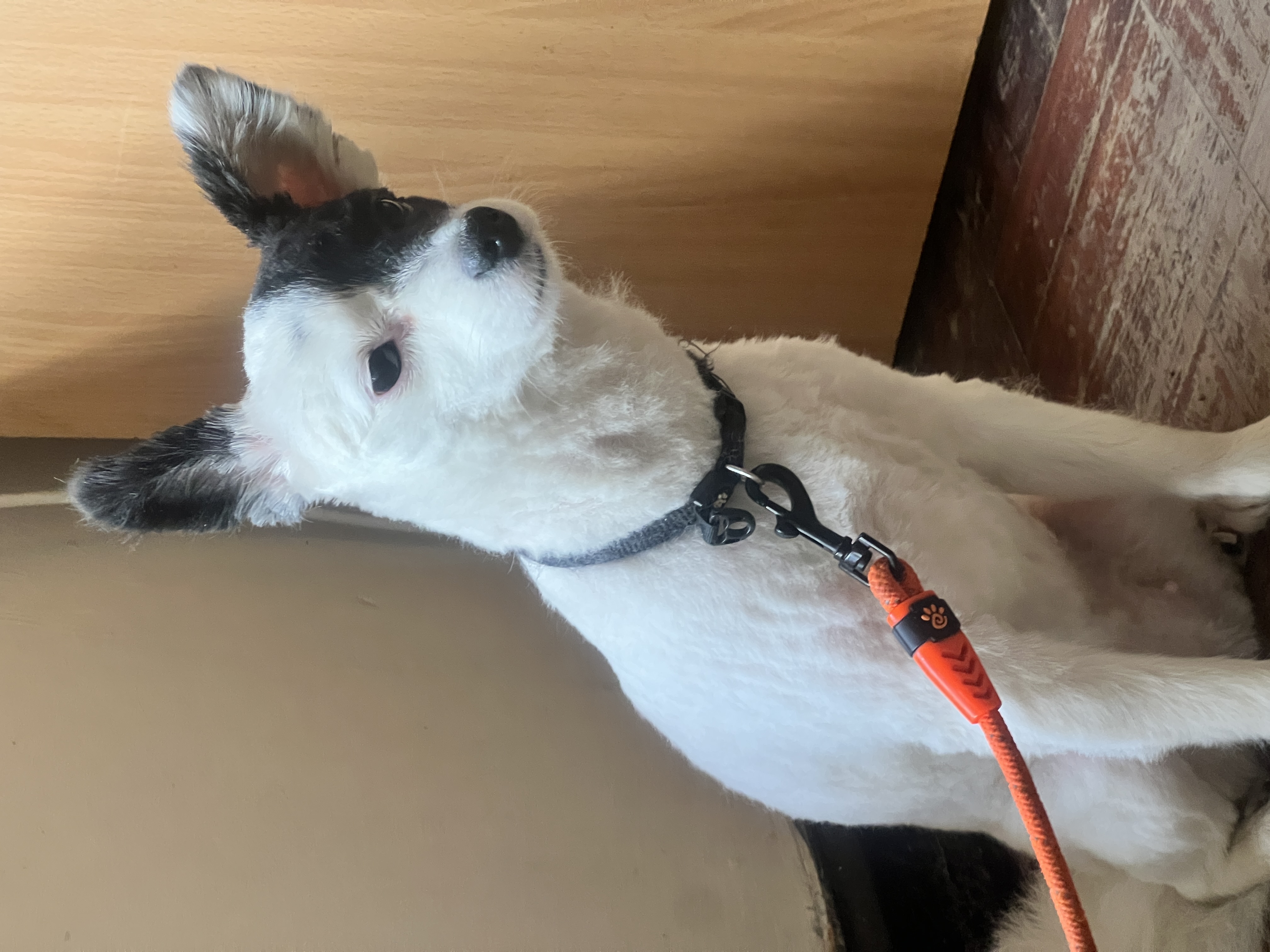 Happy dog at Westlands Paws Vet Clinic Nairobi