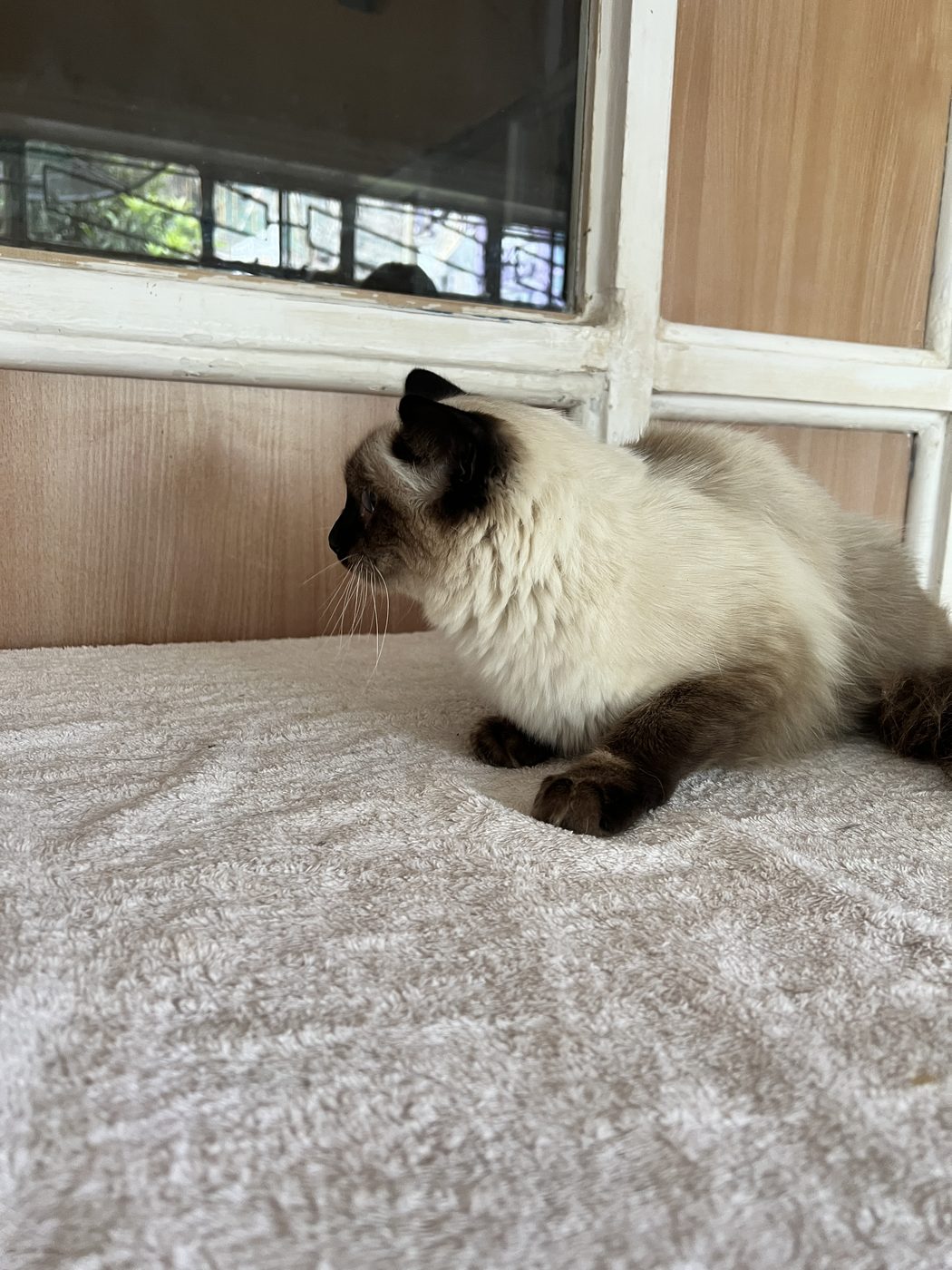 Fluffy cat at vet Nairobi