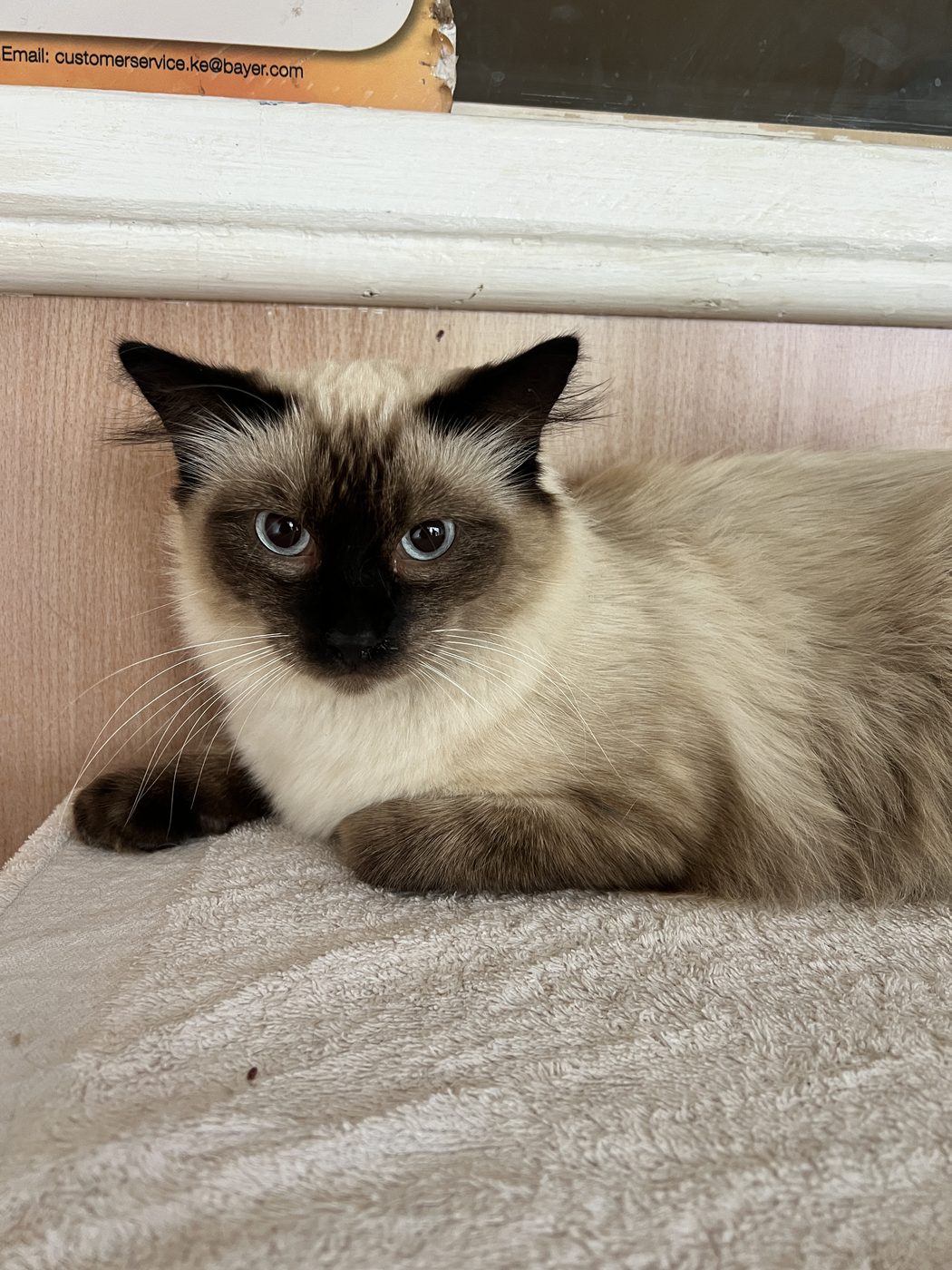 Common Pet Diseases in Kenya and How to Prevent Them