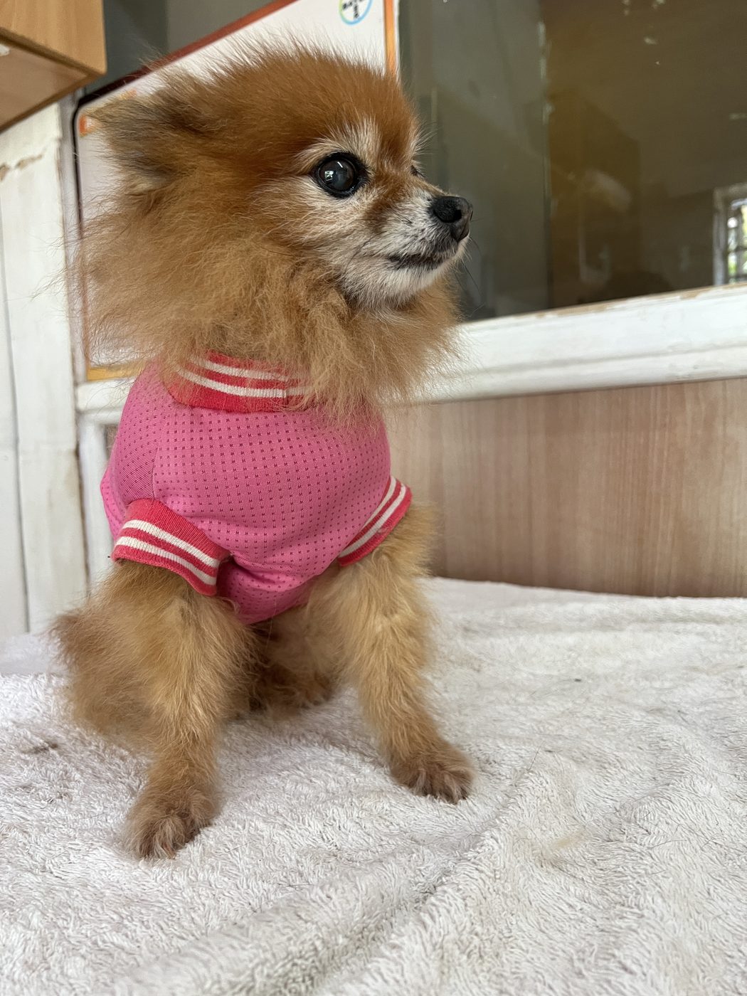 Dog grooming Westlands Nairobi