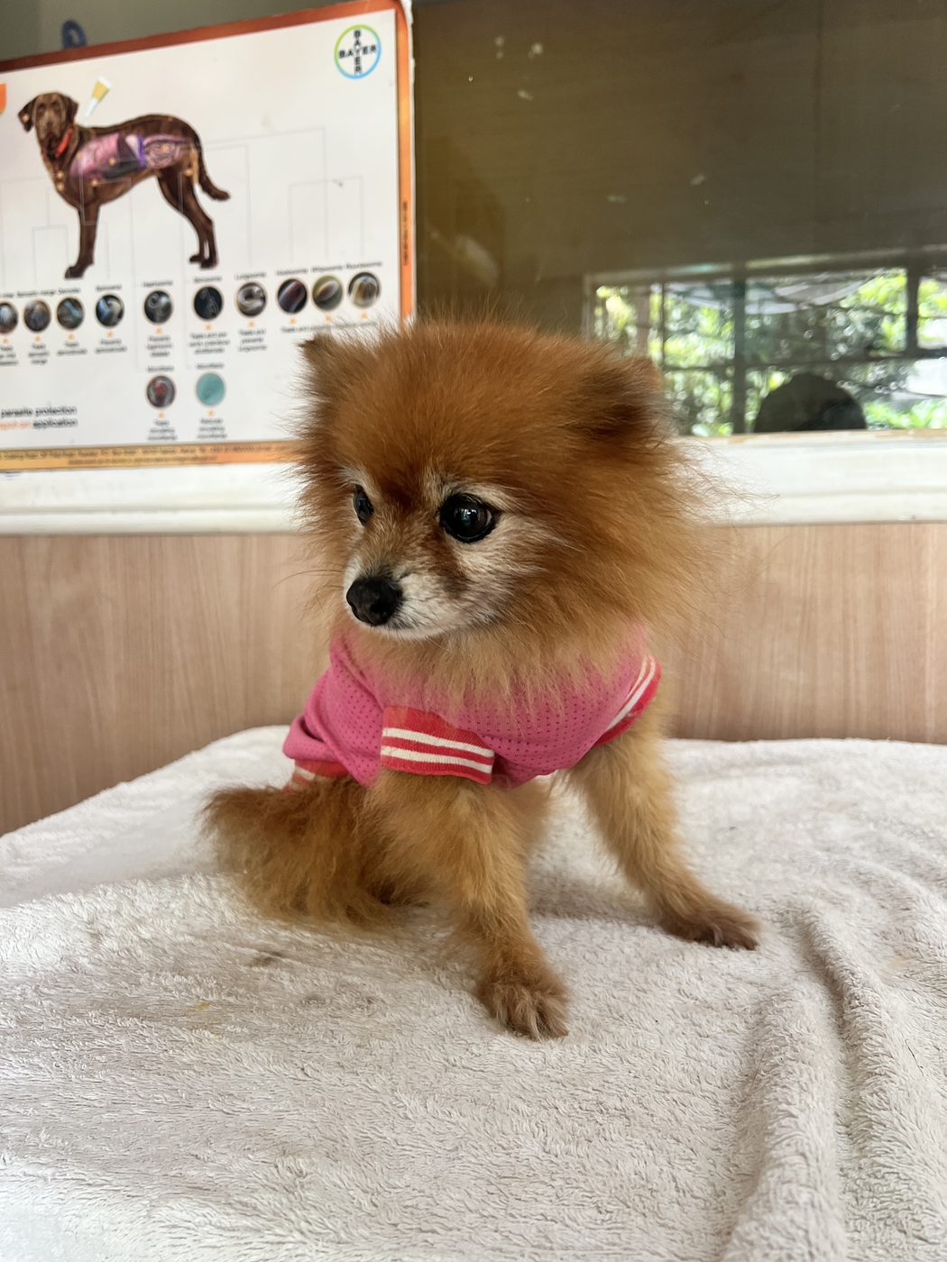Dog grooming Westlands Nairobi