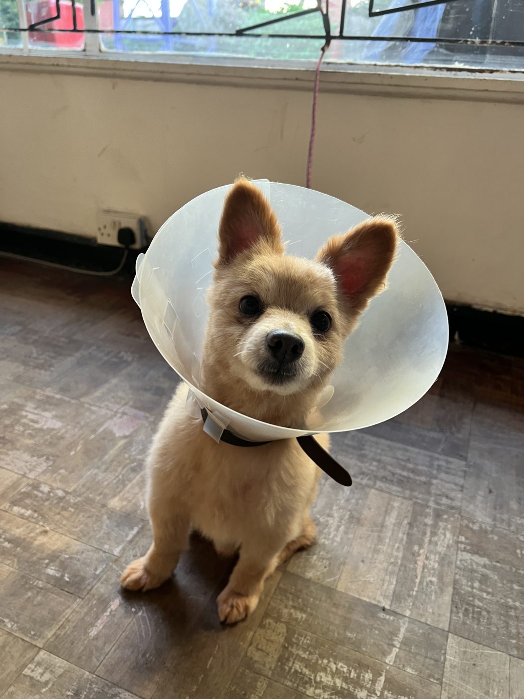 Emergency vet Westlands Paws Nairobi