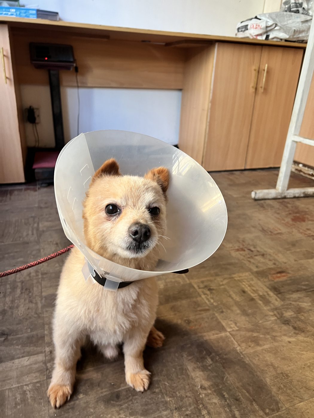 Puppy at Westlands Paws clinic