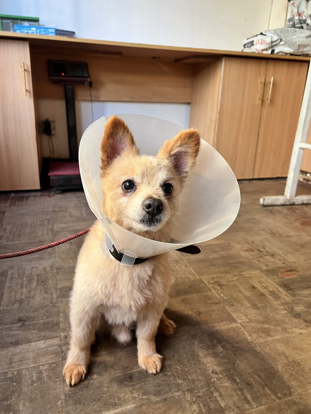 Dog scratching — signs of fleas Nairobi