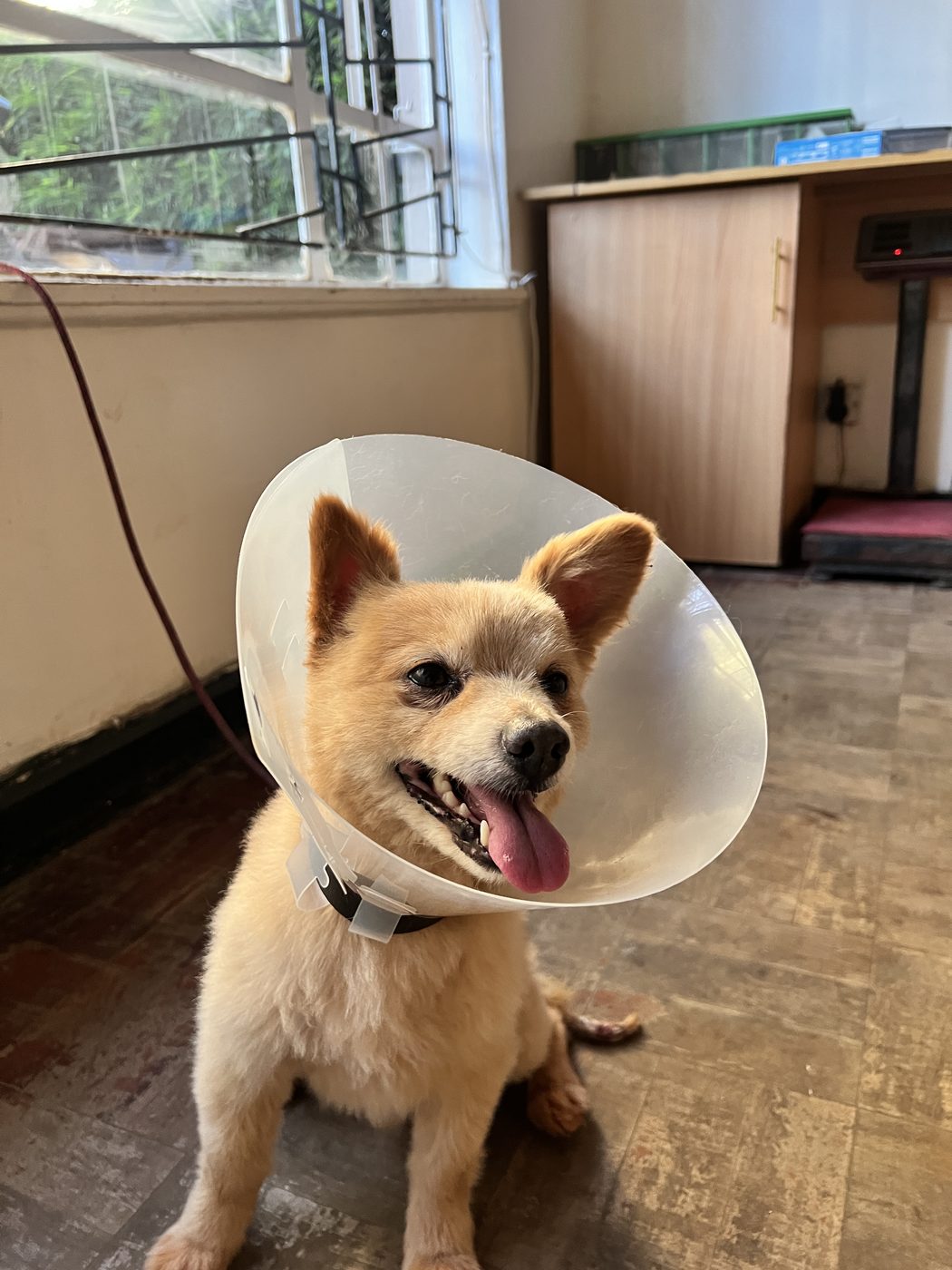 Signs your dog has fleas Nairobi