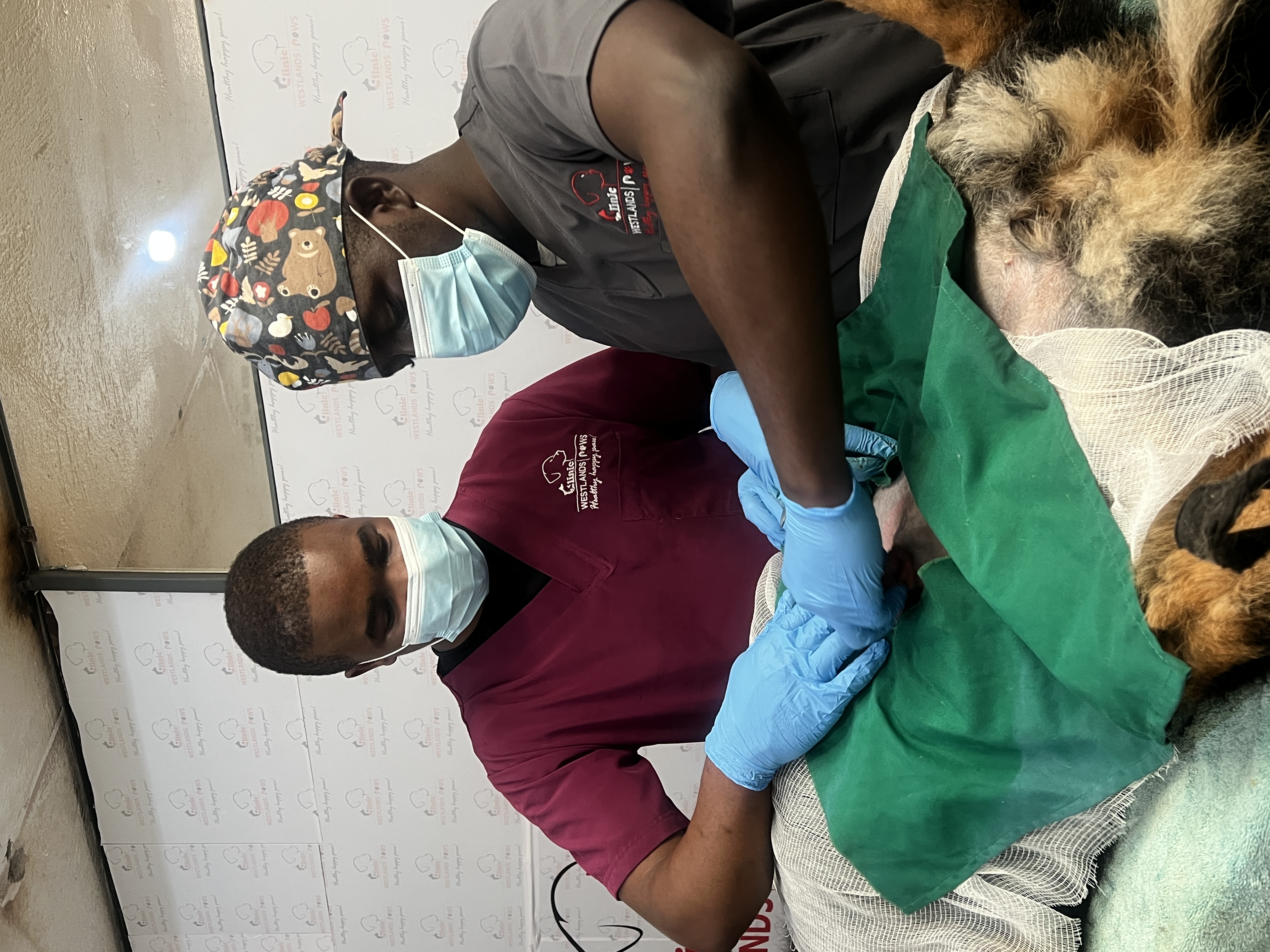 Vet examining dog at Westlands Paws Nairobi